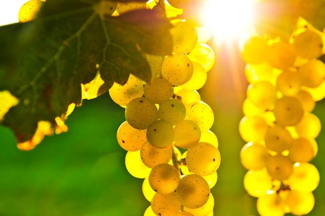 san-francisco-shore-excursion-napa-sonoma-ultimate-wine-tour