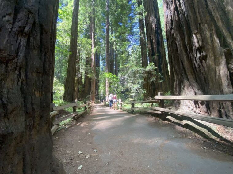 san-francisco-tour-to-muir-woods-giant-redwoods-sausalito