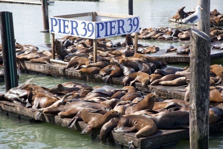 san-francisco-ultimate-city-tour-with-bay-cruise-option