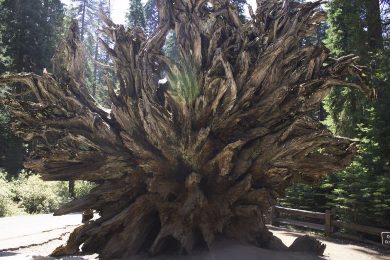 San Francisco: Yosemite, Las Vegas, Bryce & Zion, 6-Day Tour - A Closer Look at the Itinerary