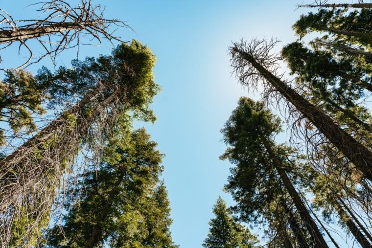 san-francisco-yosemite-national-park-giant-sequoias-hike