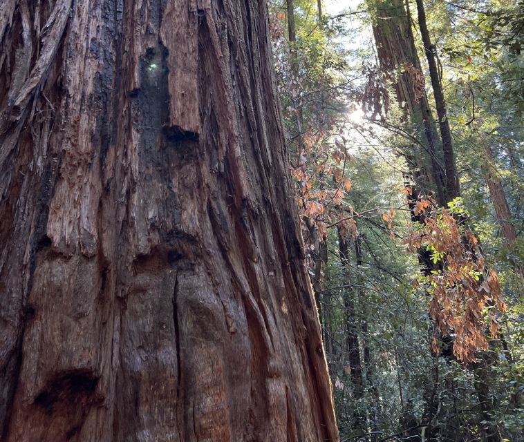 san-franciscos-wild-side-ecotour-with-meteorologist