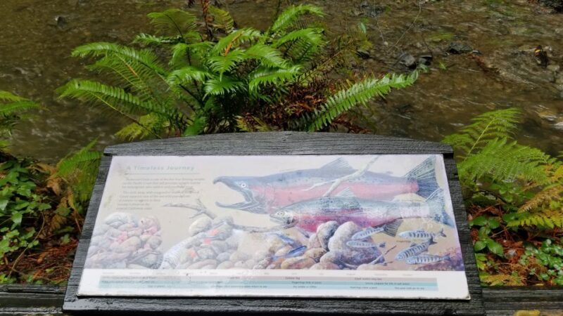 San Fransico: Muir Woods & Marin Headlands Private Tour - What Makes This Tour Stand Out?