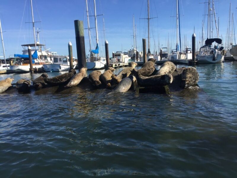 San Fransico: Muir Woods & Marin Headlands Private Tour - Final Thoughts