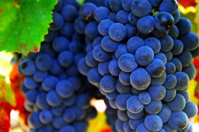 san-gimignano-and-chianti-classico-wine-and-food-private-tour-from-siena