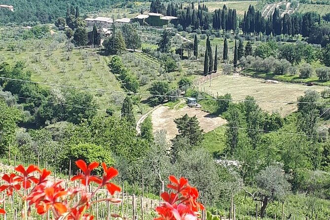 san-gimignano-and-vernaccia-wine-tour-with-lunch-at-farm