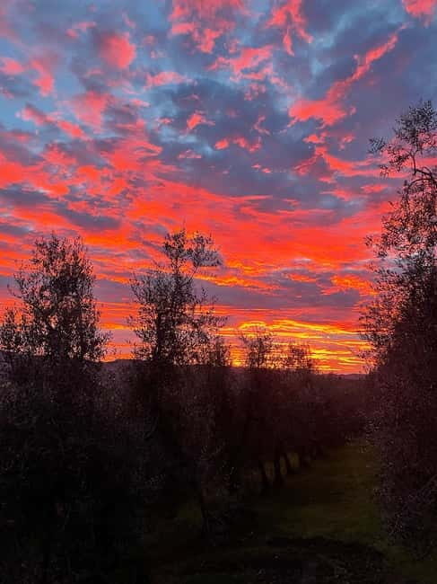 San Gimignano: Nature, Organic Wine and Lightheartedness - An In-Depth Look at the Experience