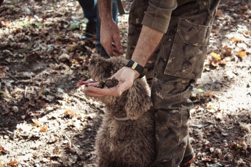 san-gimignano-truffle-hunting-with-lunch-wine-tasting