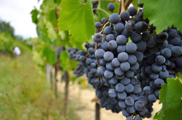 san-gimignano-vineyard-and-cellar-tour-with-wine-tasting-2