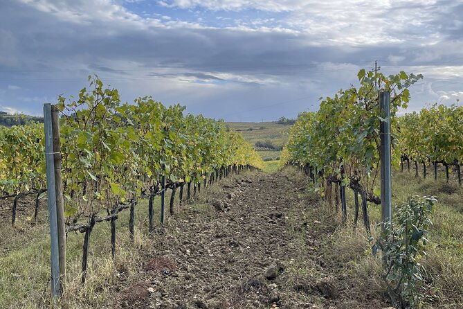 san-gimignano-vineyard-and-cellar-tour-with-wine-tasting