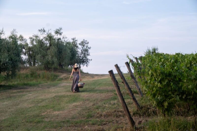 san-gimignano-wine-tasting-with-aperitivo-in-the-vineyard
