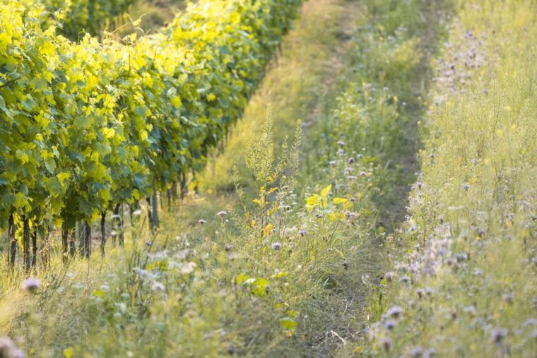 san-gimignano-wine-tasting-with-food-pairing