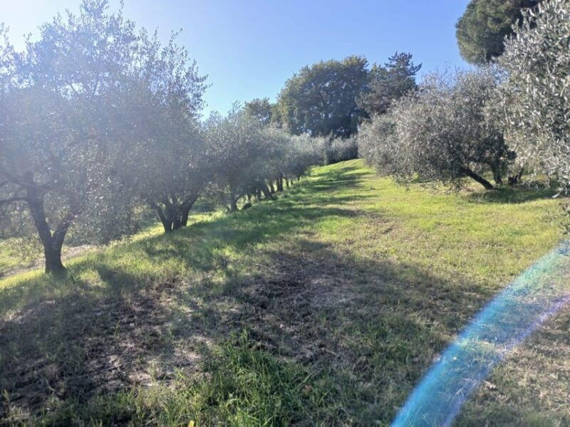 san-gimignano-winery-visit-with-picnic-in-olive-grove