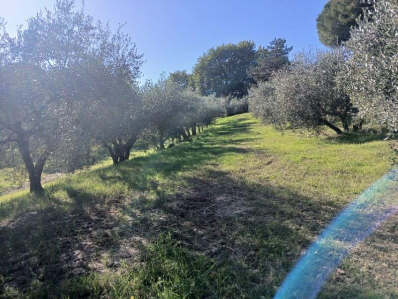 san-gimignano-winery-visit-with-picnic-in-olive-grove