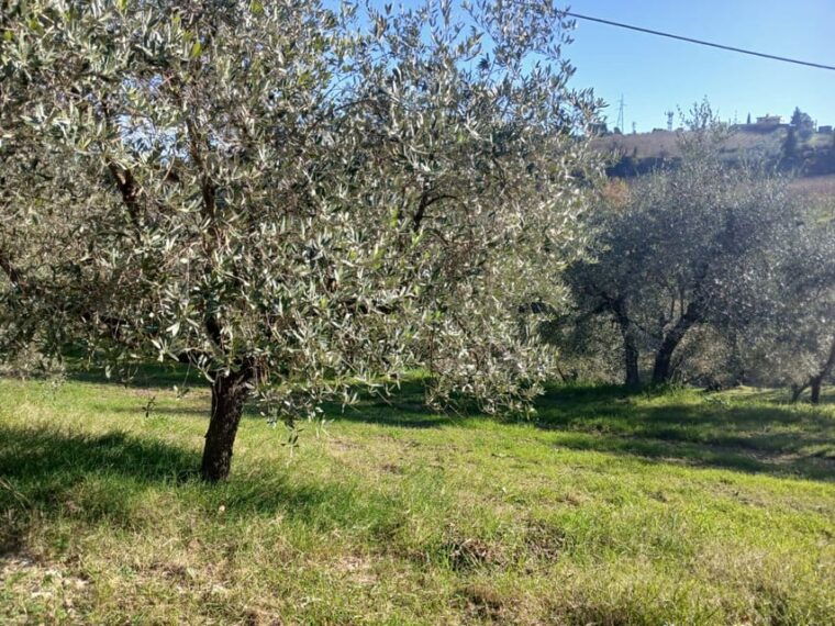 san-gimignano-winery-visit-with-picnic-in-olive-grove