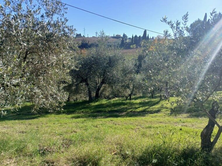 san-gimignano-winery-visit-with-picnic-in-olive-grove