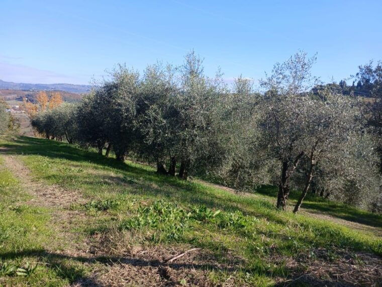 san-gimignano-winery-visit-with-picnic-in-olive-grove