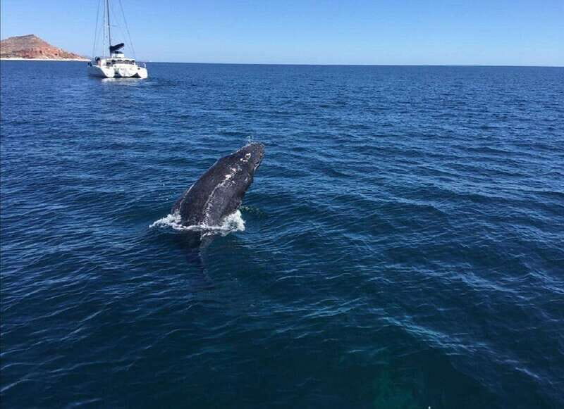 San José del Cabo: Whale Watching Experience - What to Expect from the Tour