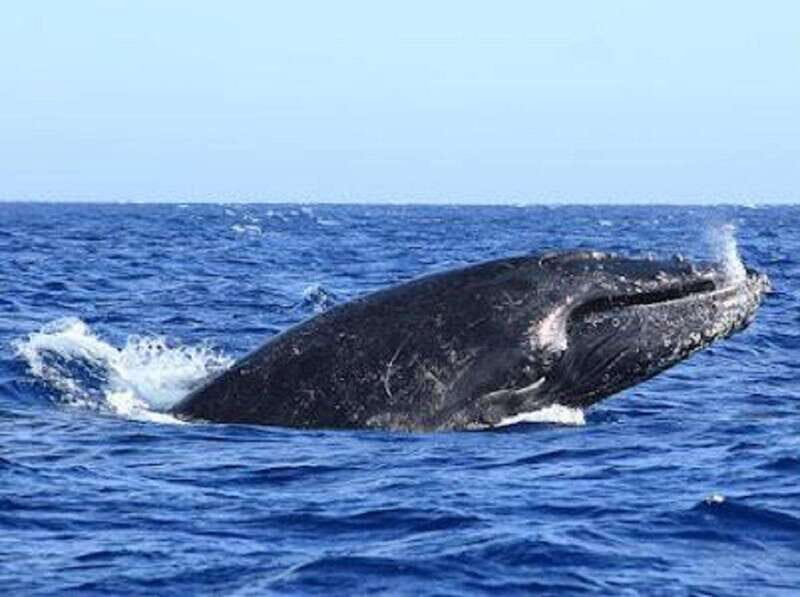 San José del Cabo: Whale Watching Experience - Who Will Benefit Most from This Tour?