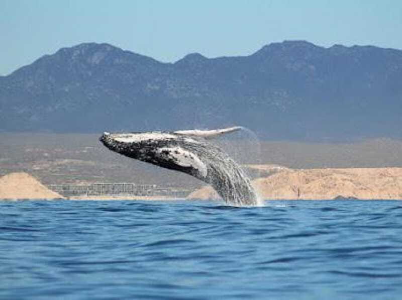 San José del Cabo: Whale Watching Experience - Practical Details and Tips