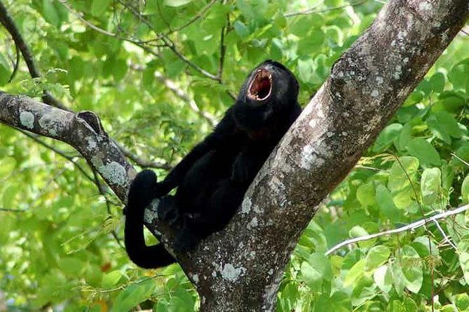 san-jose-manuel-antonio-national-park-private-sightseeing-tours