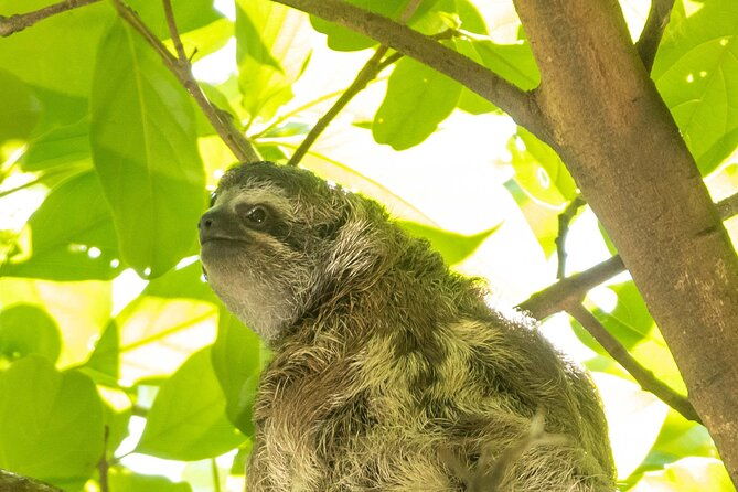 san-jose-walking-nature-tour-sloths-birds-and-trees