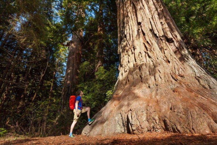 san-jose-yosemite-national-park-and-giant-sequoias-trip