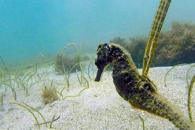 san-juan-guided-snorkel-with-turtles-tour-and-videos