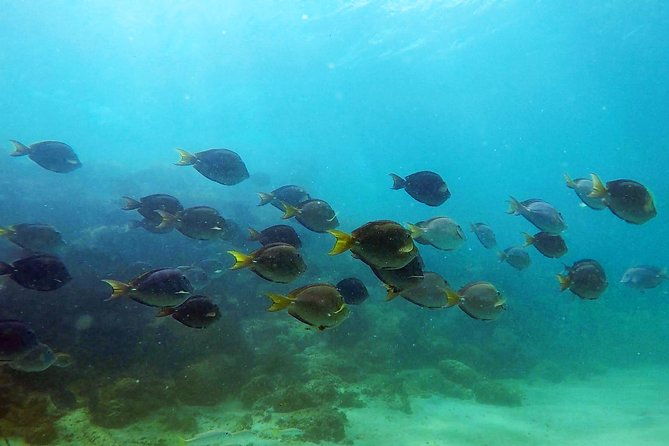 san-juan-guided-snorkel-with-turtles-tour-and-videos