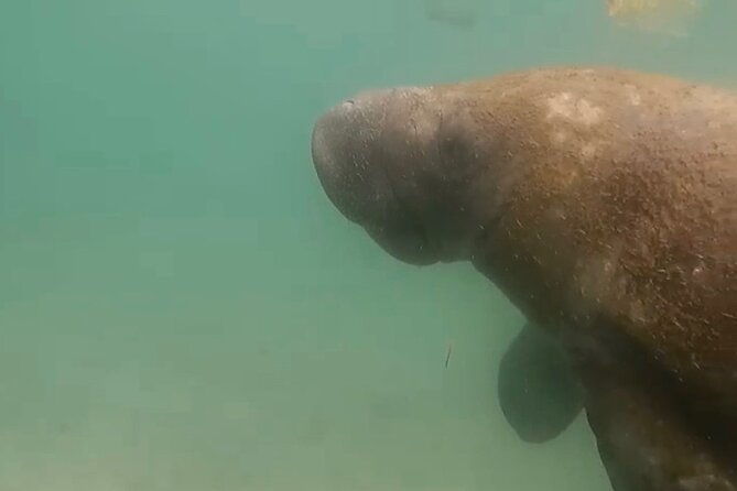 san-juan-guided-snorkel-with-turtles-tour-and-videos