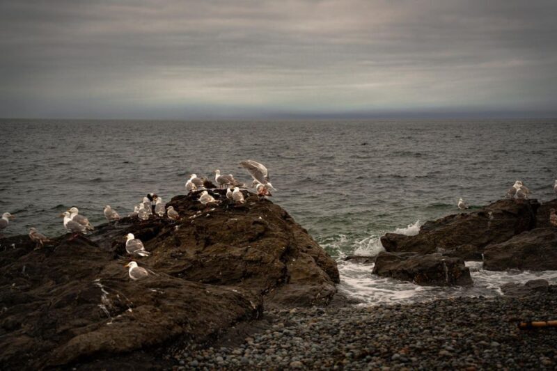 San Juan Island: 3-h Griffin Bay Tour - The Experience in Detail