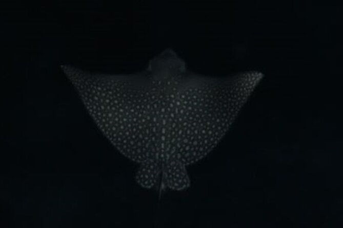 san-juan-led-night-snorkel
