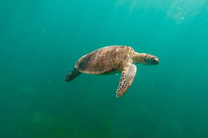 san-juan-snorkeling-with-turtles-adventure-and-free-videos