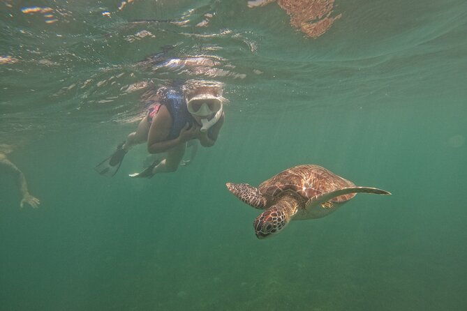 san-juan-turtle-spotting-snorkel-adventure-with-videos