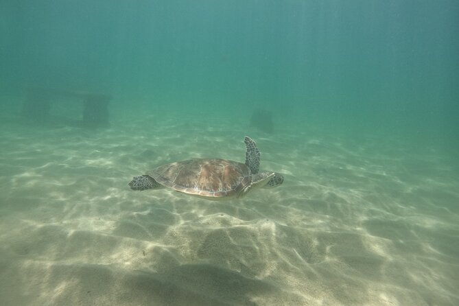 san-juan-turtle-spotting-snorkel-adventure-with-videos