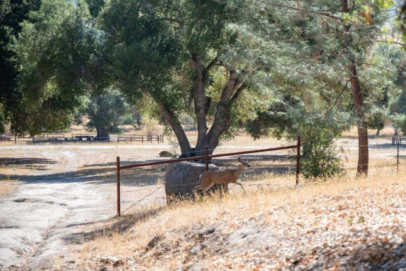 san-luis-obispo-margarita-ranch-foraging-tour