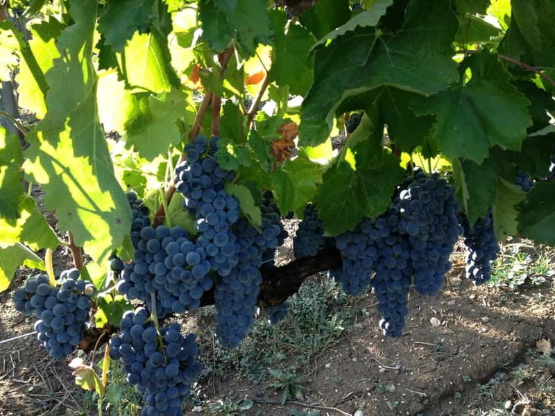 San Mango sul Calore: Wine Tasting Experience - The Tasting and Iberico-Style Appetizers