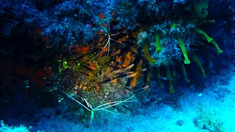 san-miguel-de-abona-2-dive-package