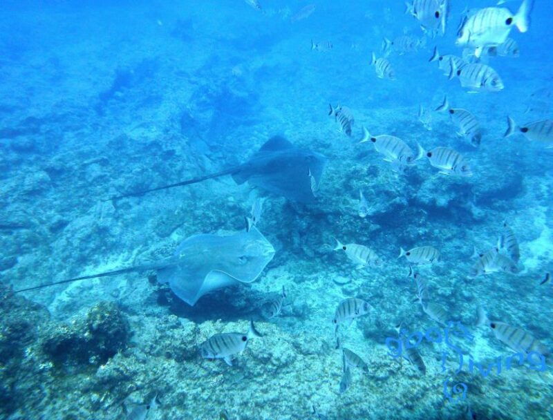 san-miguel-de-abona-2-dive-package