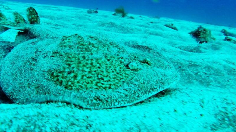 san-miguel-de-abona-2-dive-package
