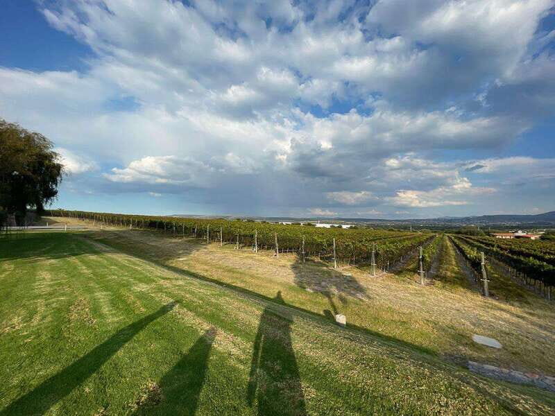 San Miguel de Allende: A Journey Through Vineyards - Who Is This Tour Best For?
