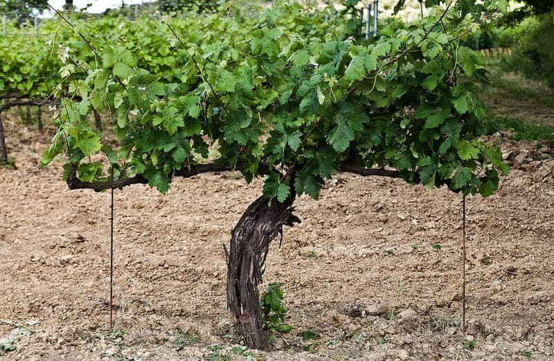 San Miniato: Organic Wine Tasting and Vineyard Tour - Final Words