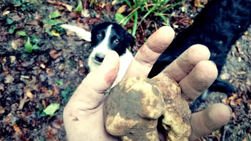 San Miniato: Truffle Hunting Experience - Key Points