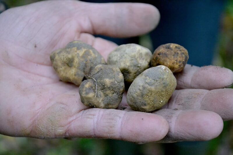 san-miniato-truffle-hunting-food-and-gourmet-experience