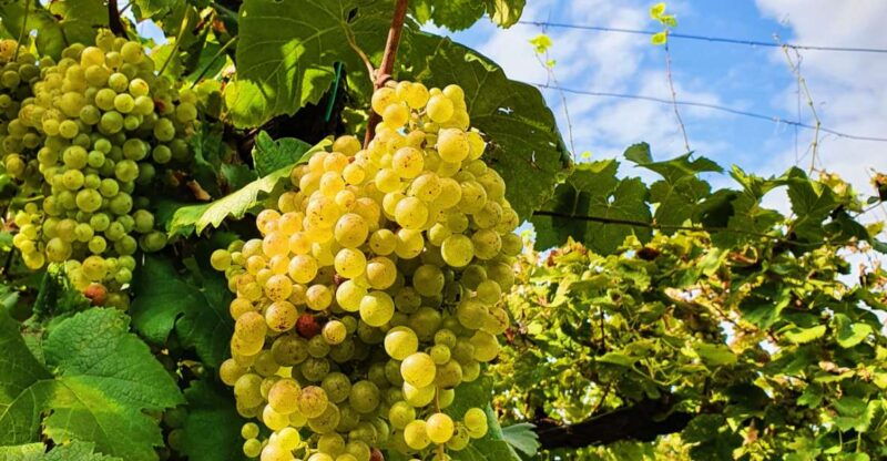 san-pietro-di-feletto-vineyard-tour-with-cellar-visit