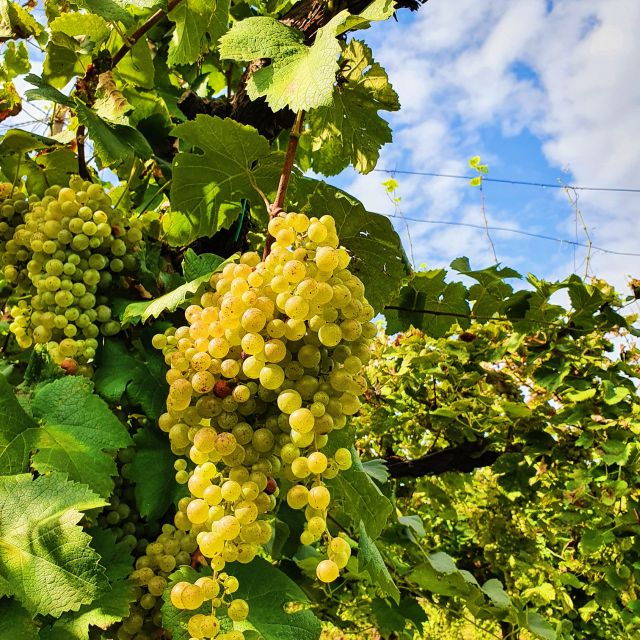 san-pietro-di-feletto-vineyard-tour-with-cellar-visit
