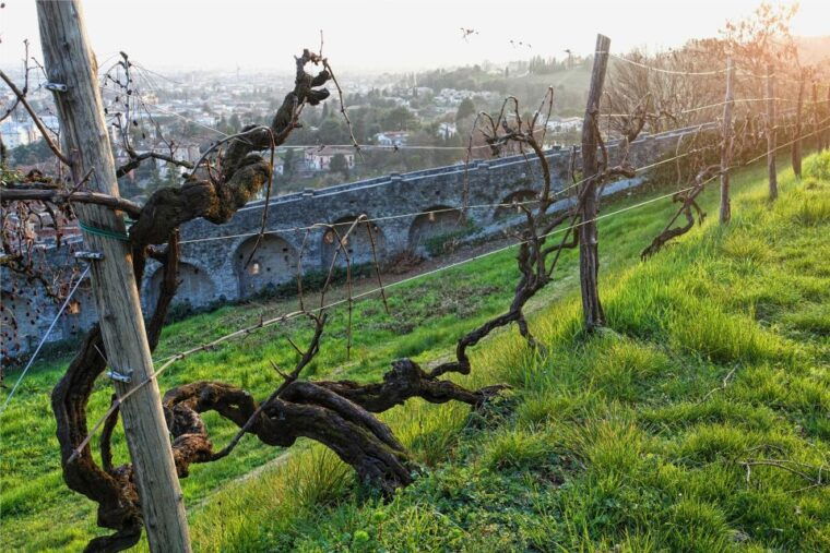 san-pietro-di-feletto-vineyard-tour-with-cellar-visit