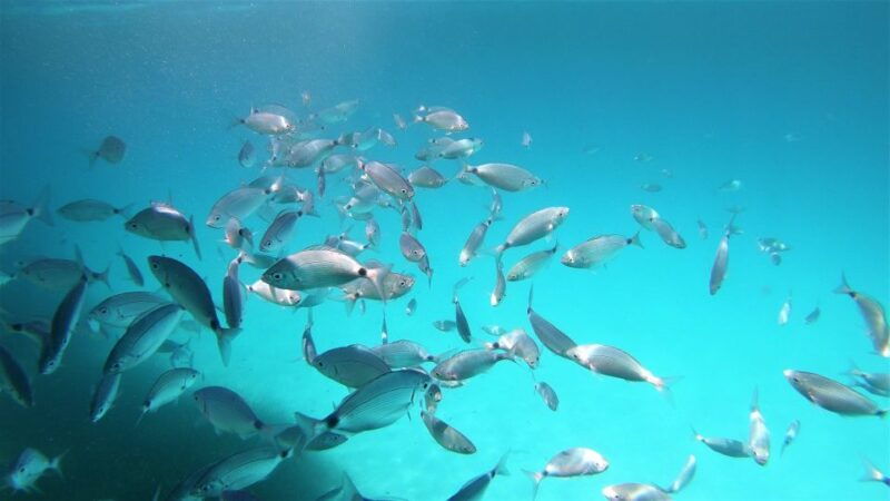 san-teodoro-snorkeling-in-molara