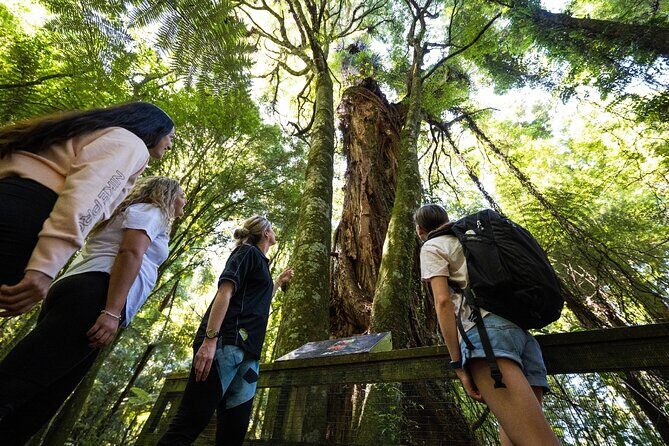 Sanctuary Mountain Ancient Forest Walk & Hamilton Gardens Tour - Key Points
