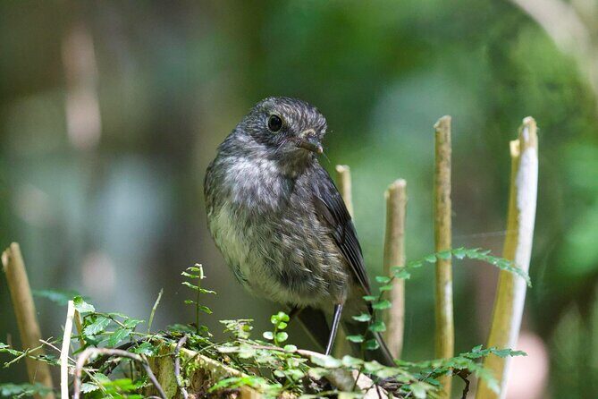Sanctuary Mountain Ancient Forest Walk & Hamilton Gardens Tour - What’s Included and Why It Matters
